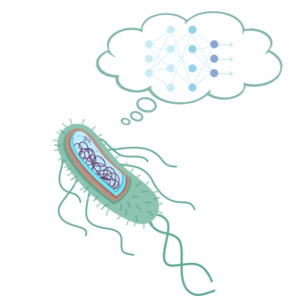 Do bacteria remember? From an E. coli perspective