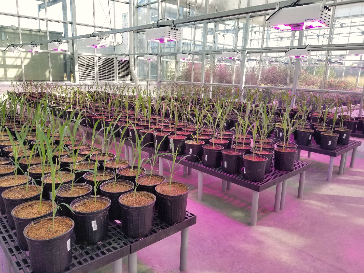 Plant Genetics Meets Gut Microbiome: How Crop Diversity May Unlock Novel Prebiotics