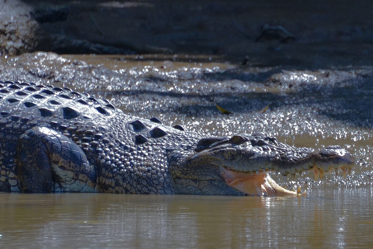 Borneo Croc
