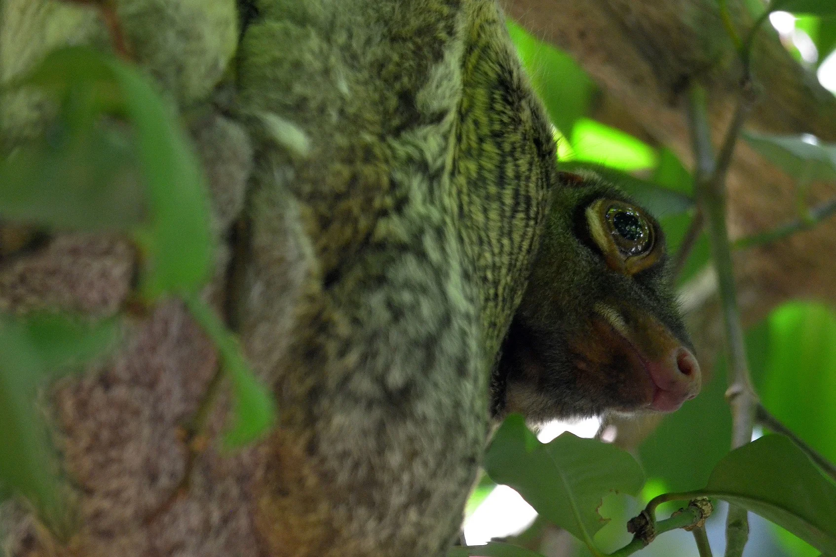 The Remarkable Flying Lemur
