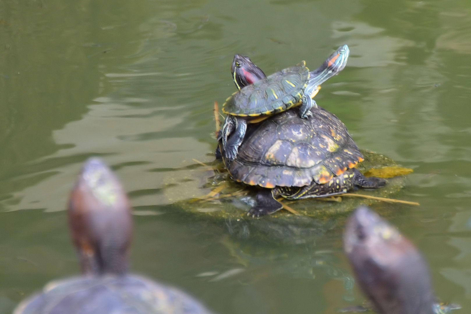 Turtle Power