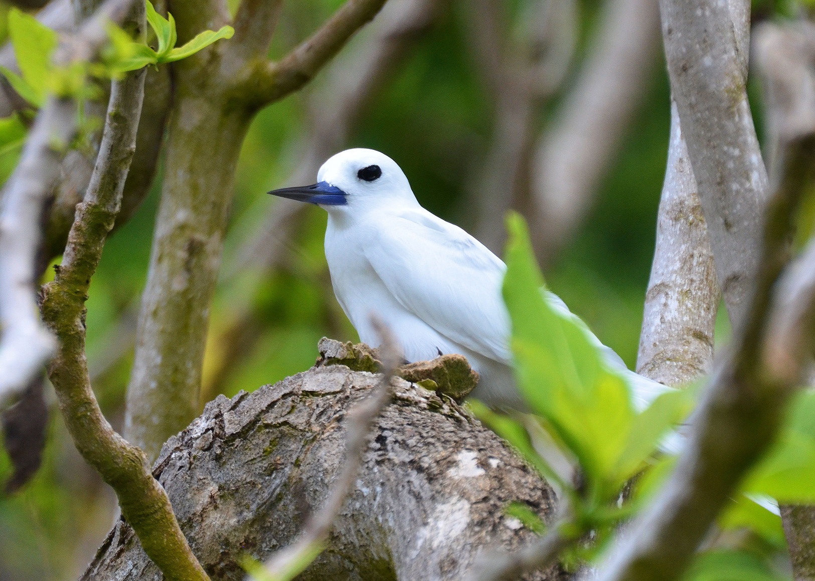 Fairy Tern