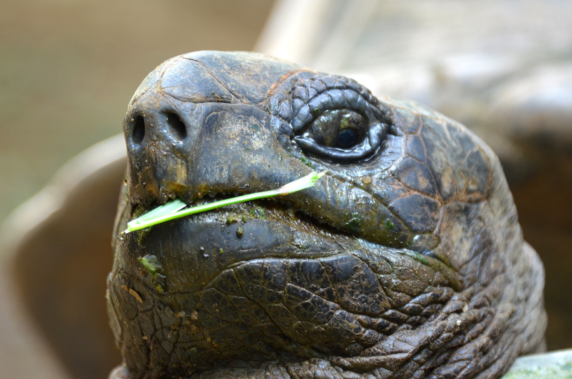 Turtle Close-Up