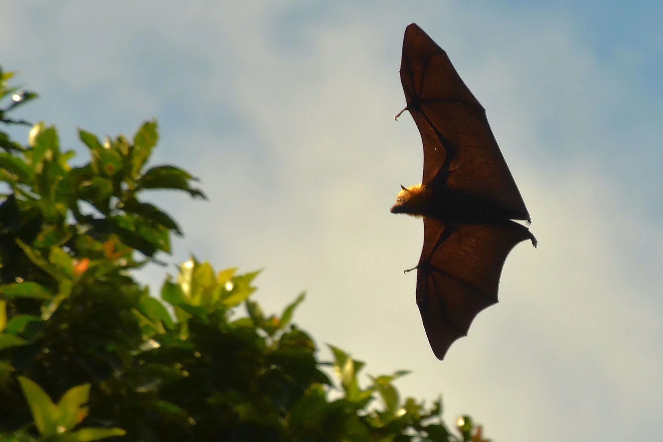 Mobile Bats