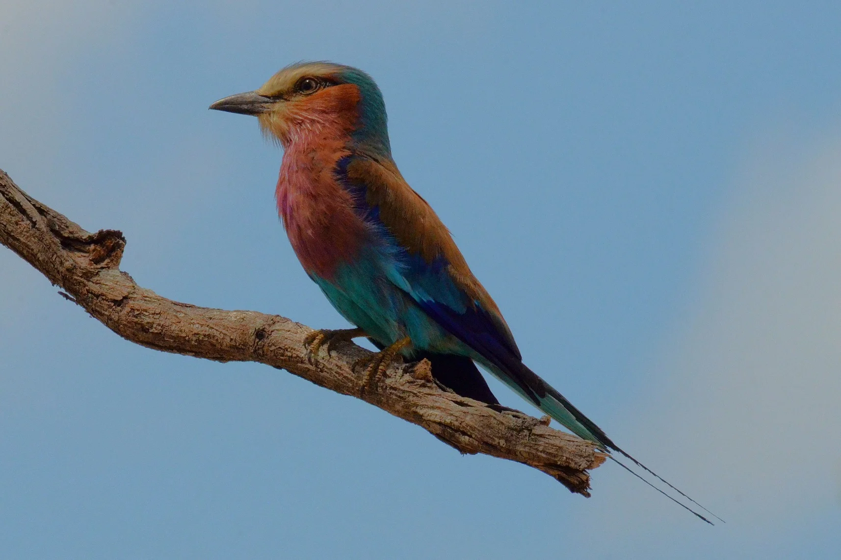 Lilac-Breasted Roller