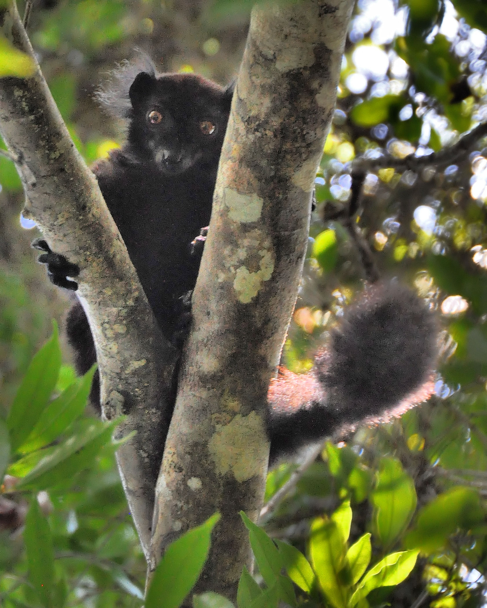 Black Lemur