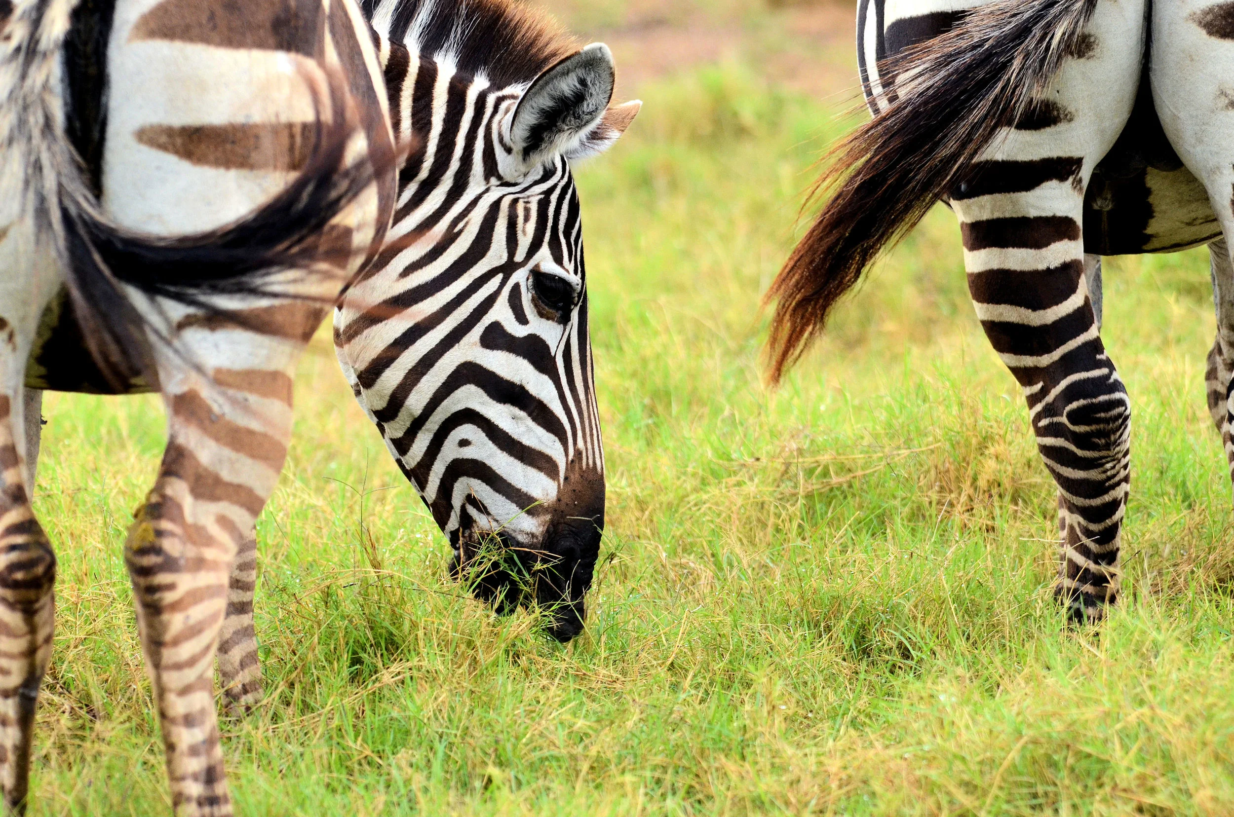 Grazing In The Rain