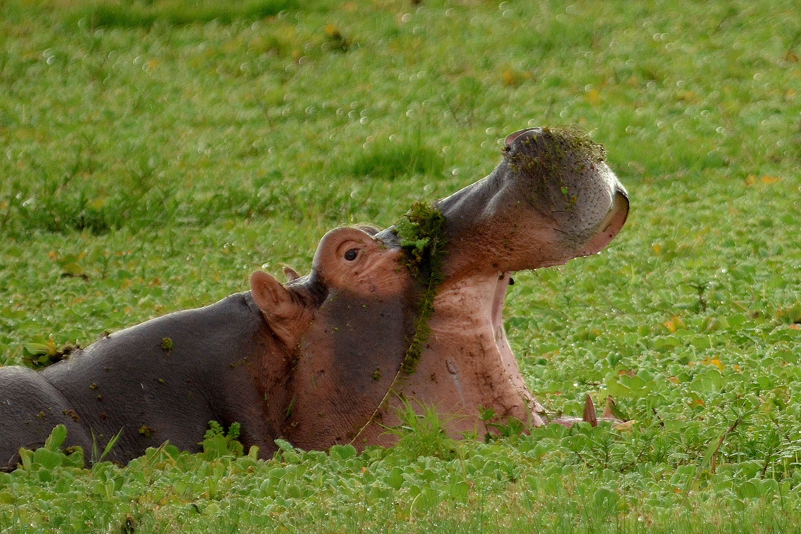 Look, I Brushed My Teeth!