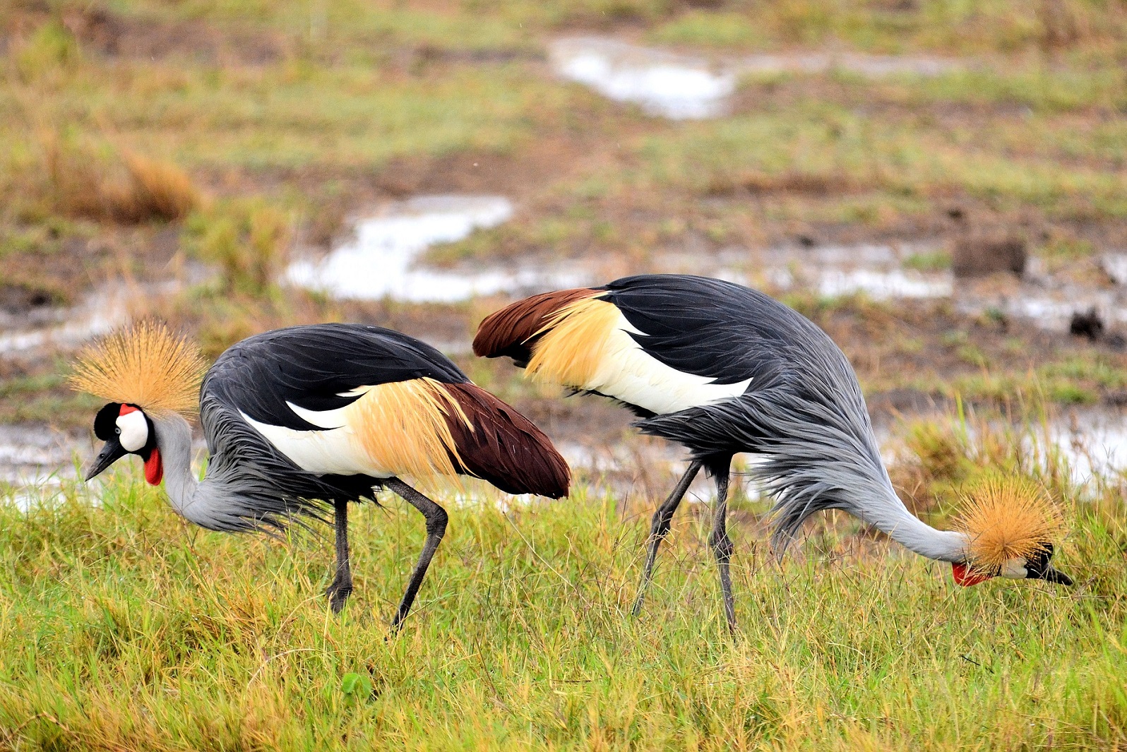 Spectacular Bird