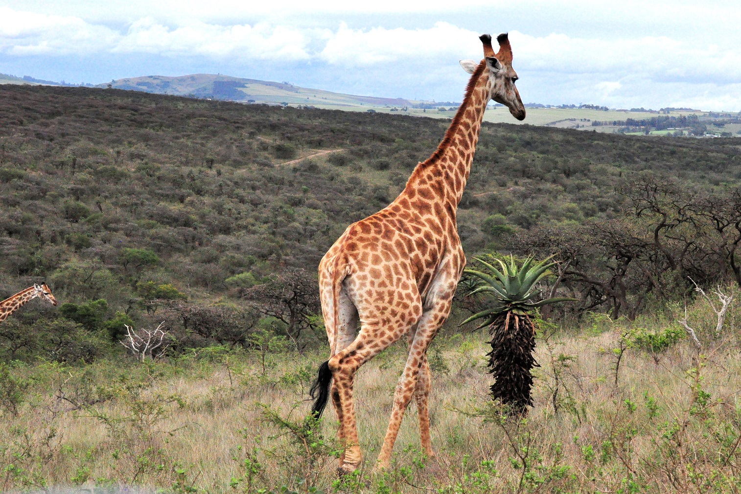 Female Giraffe