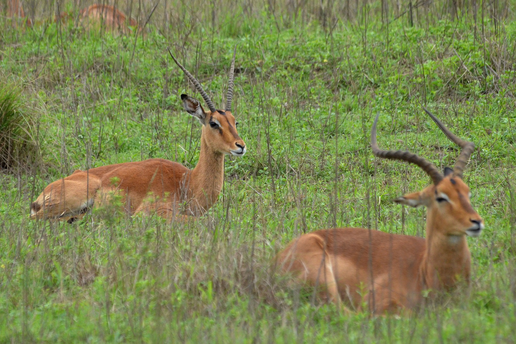 A Story Of Two Impalas