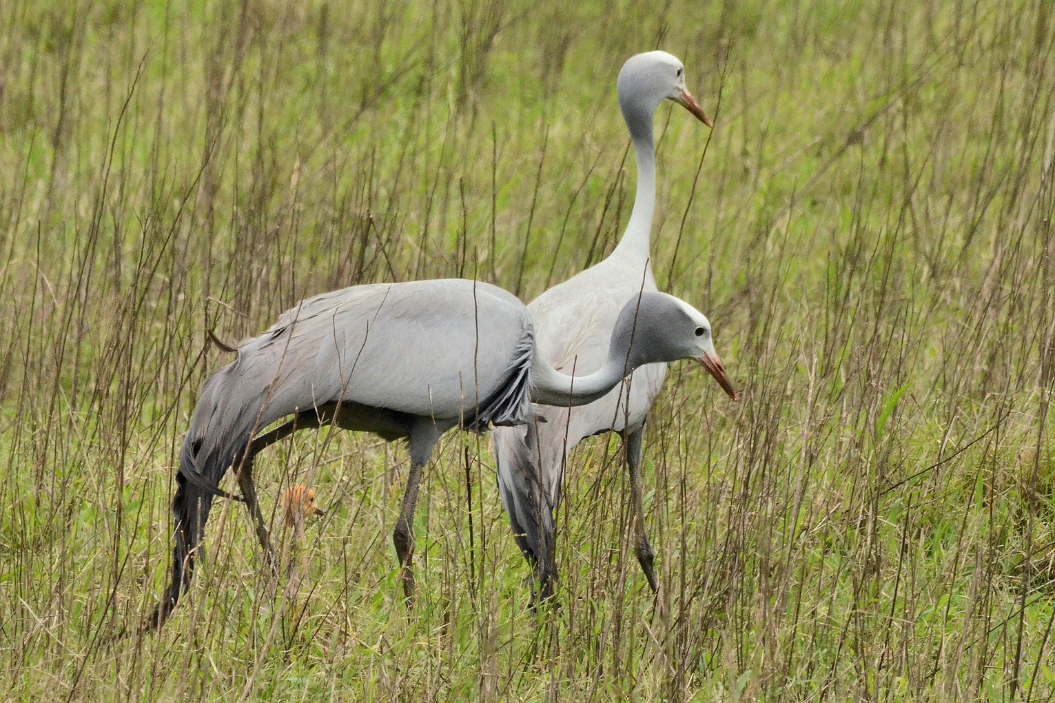 A National Bird