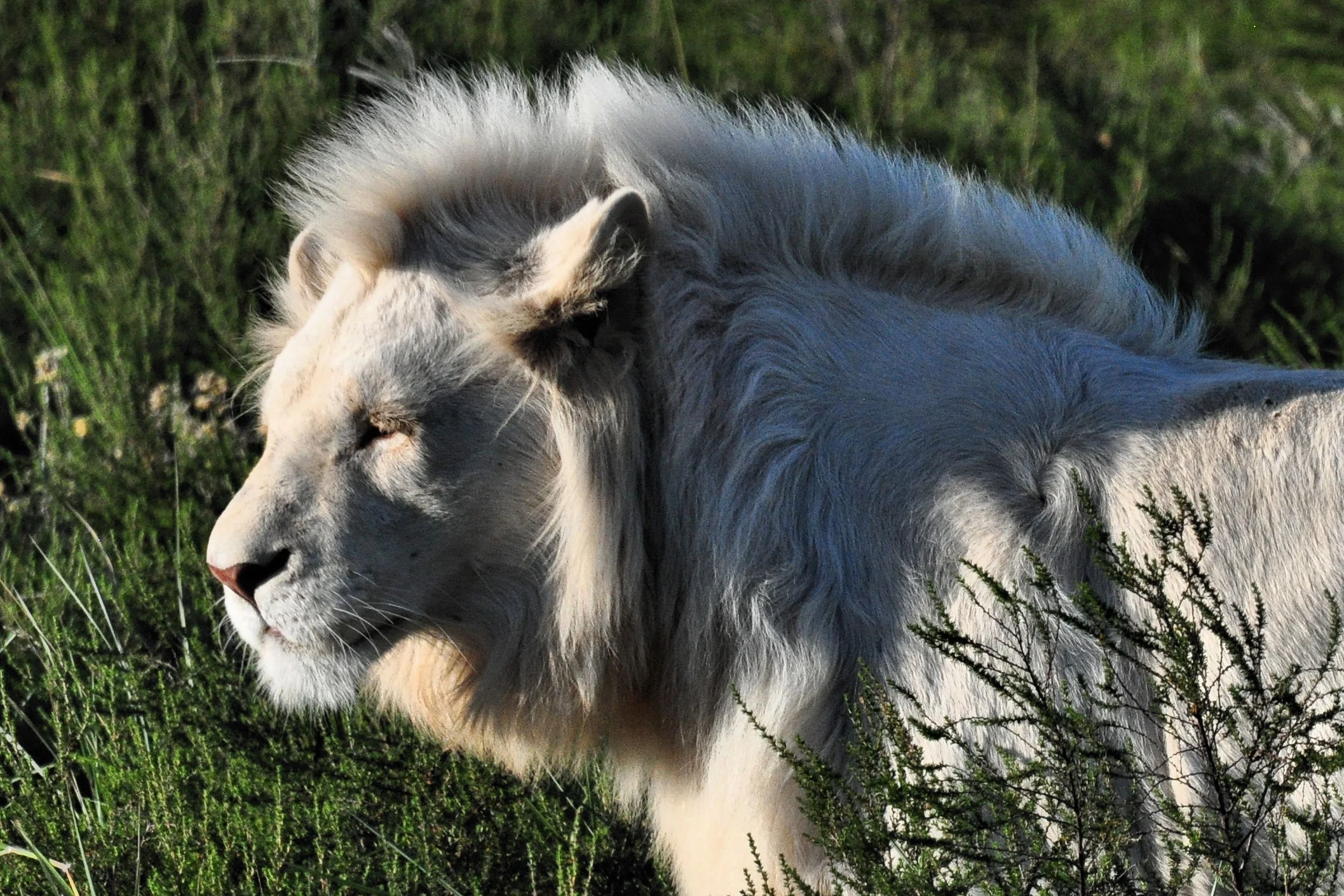 White Lions