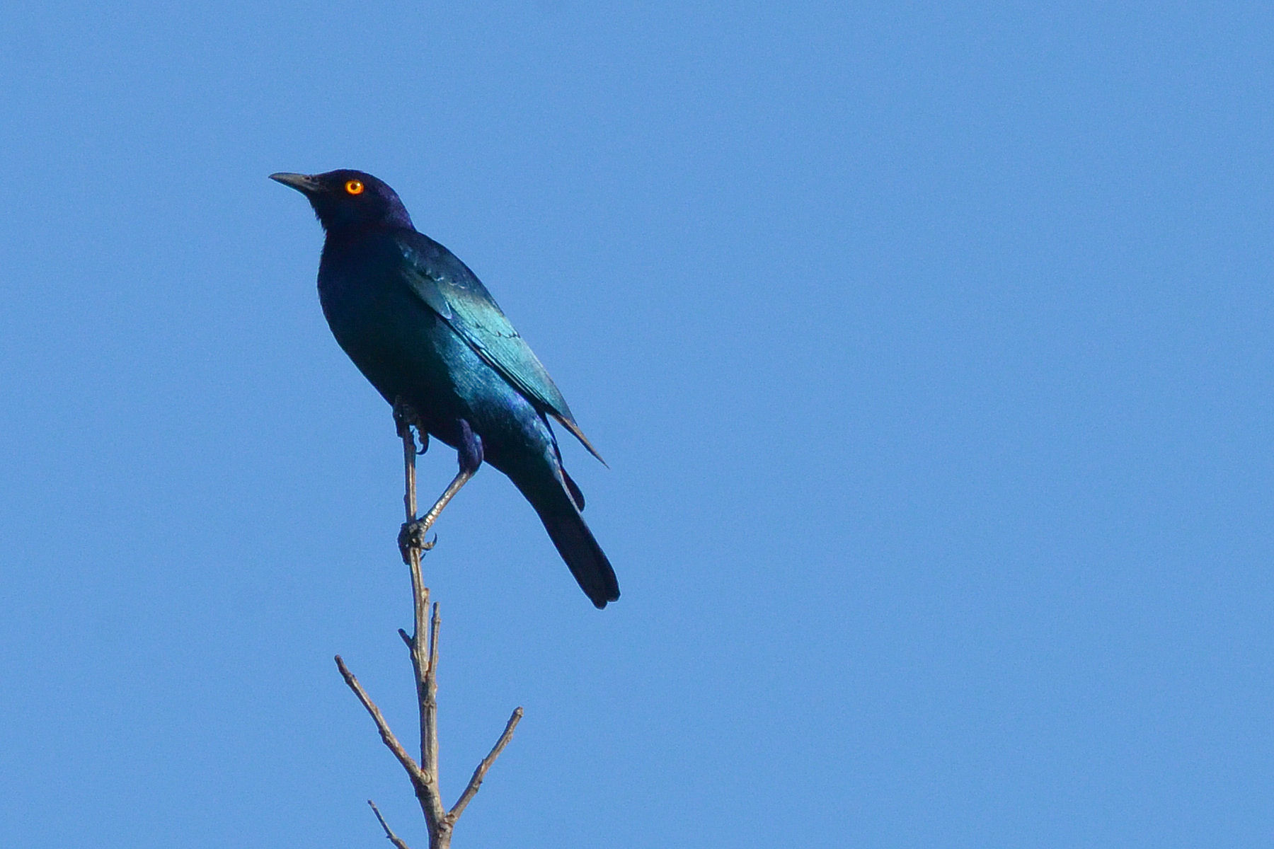 Greater Blue-Eared Starling