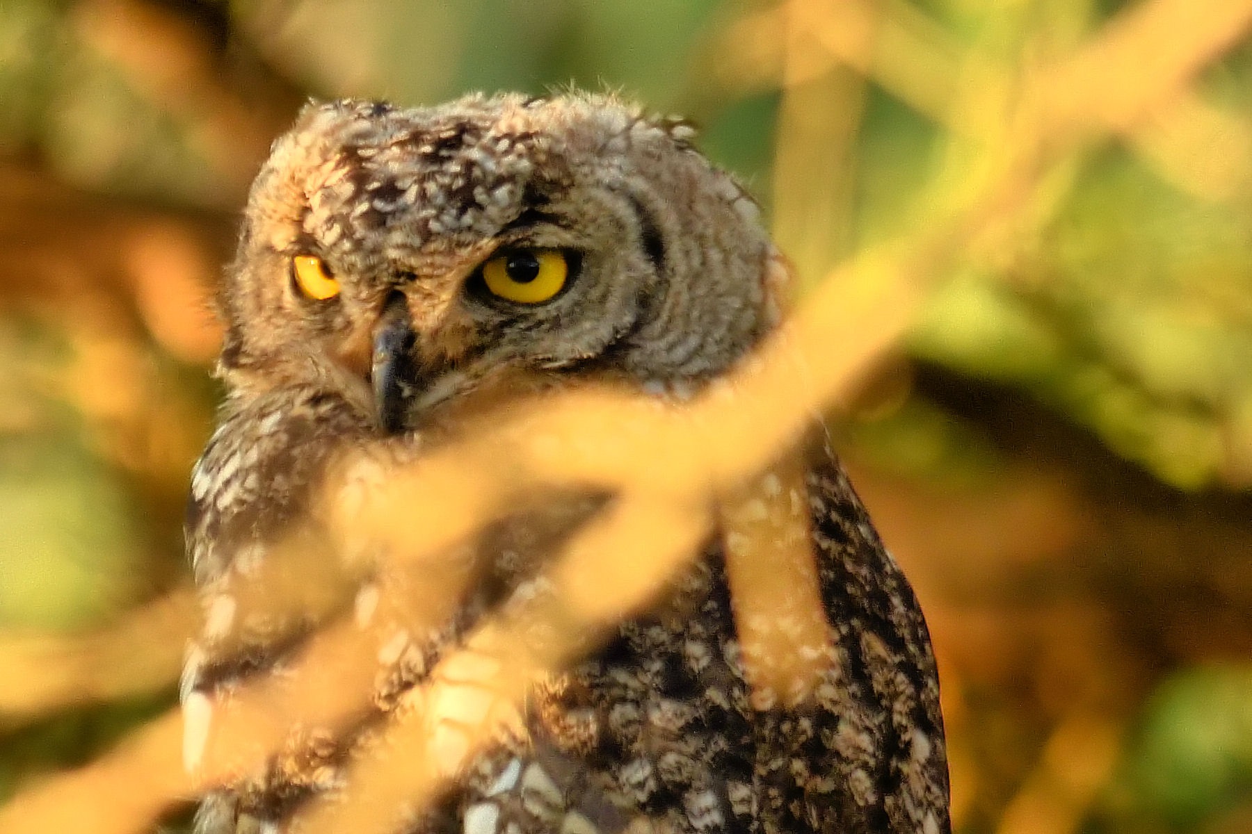 Pearl-Spottet Owlet