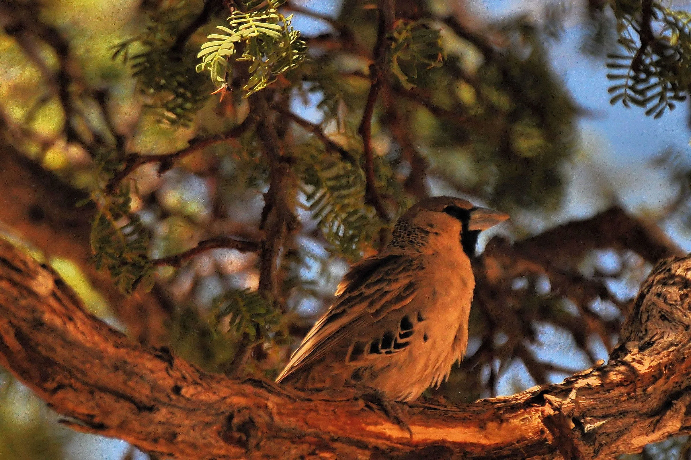Sociable Weaver (Philetairus socius)