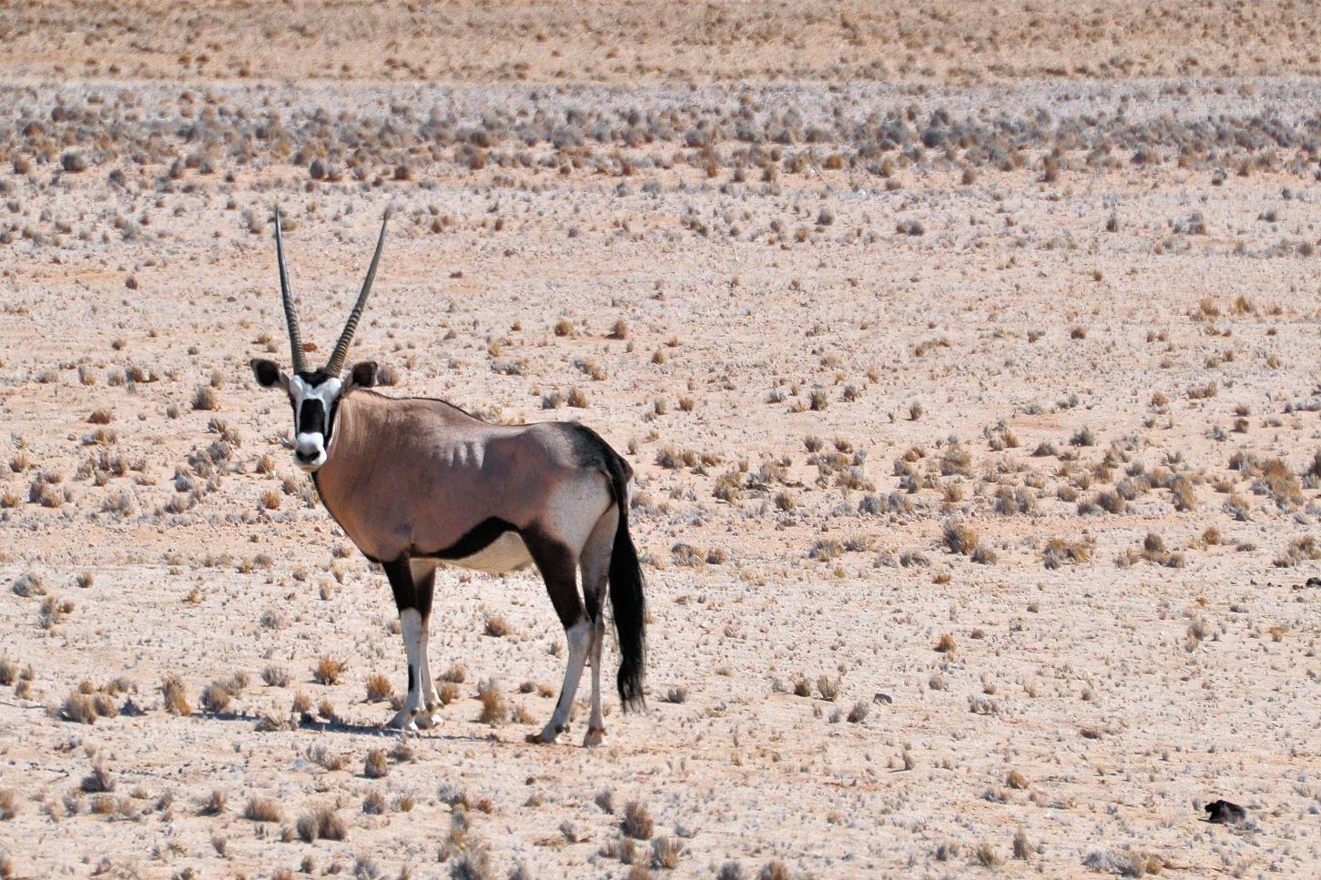 Oryx Antelope
