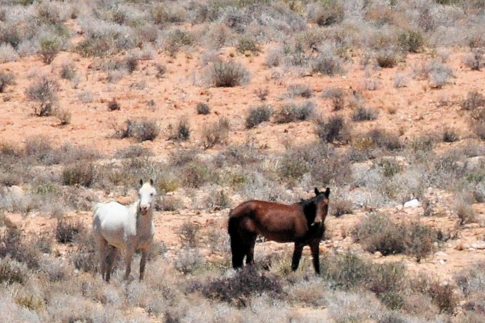 Wild Horses Of The Namib - Almost