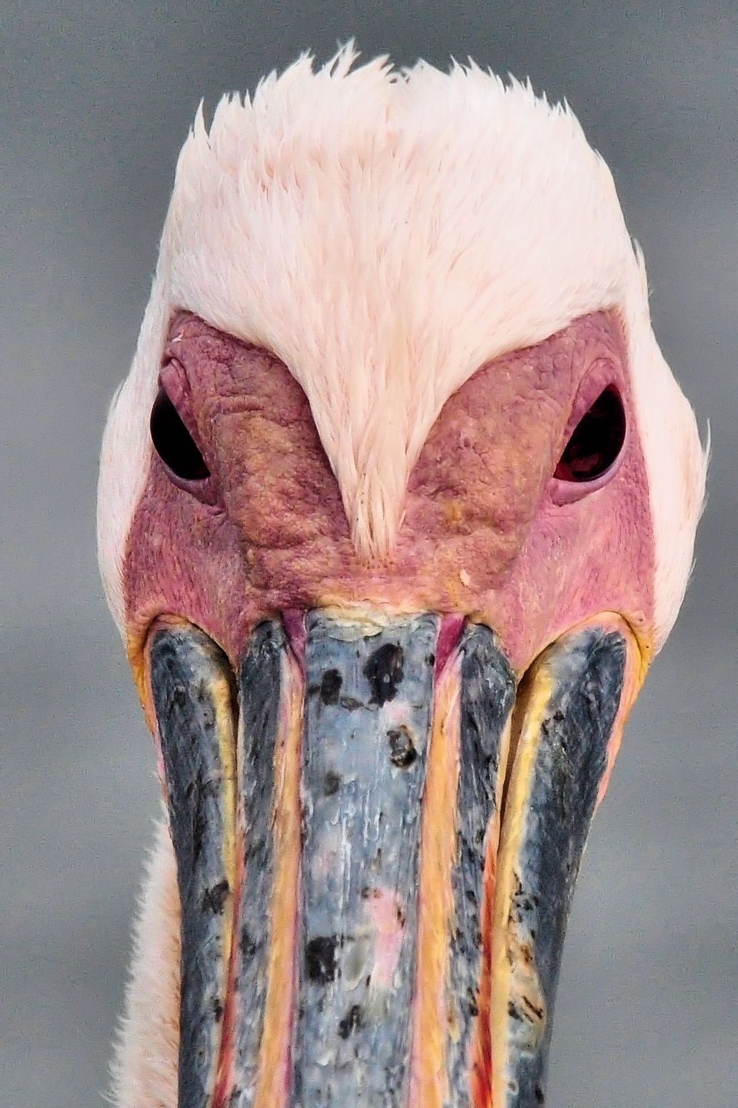 Pelican Close-Up