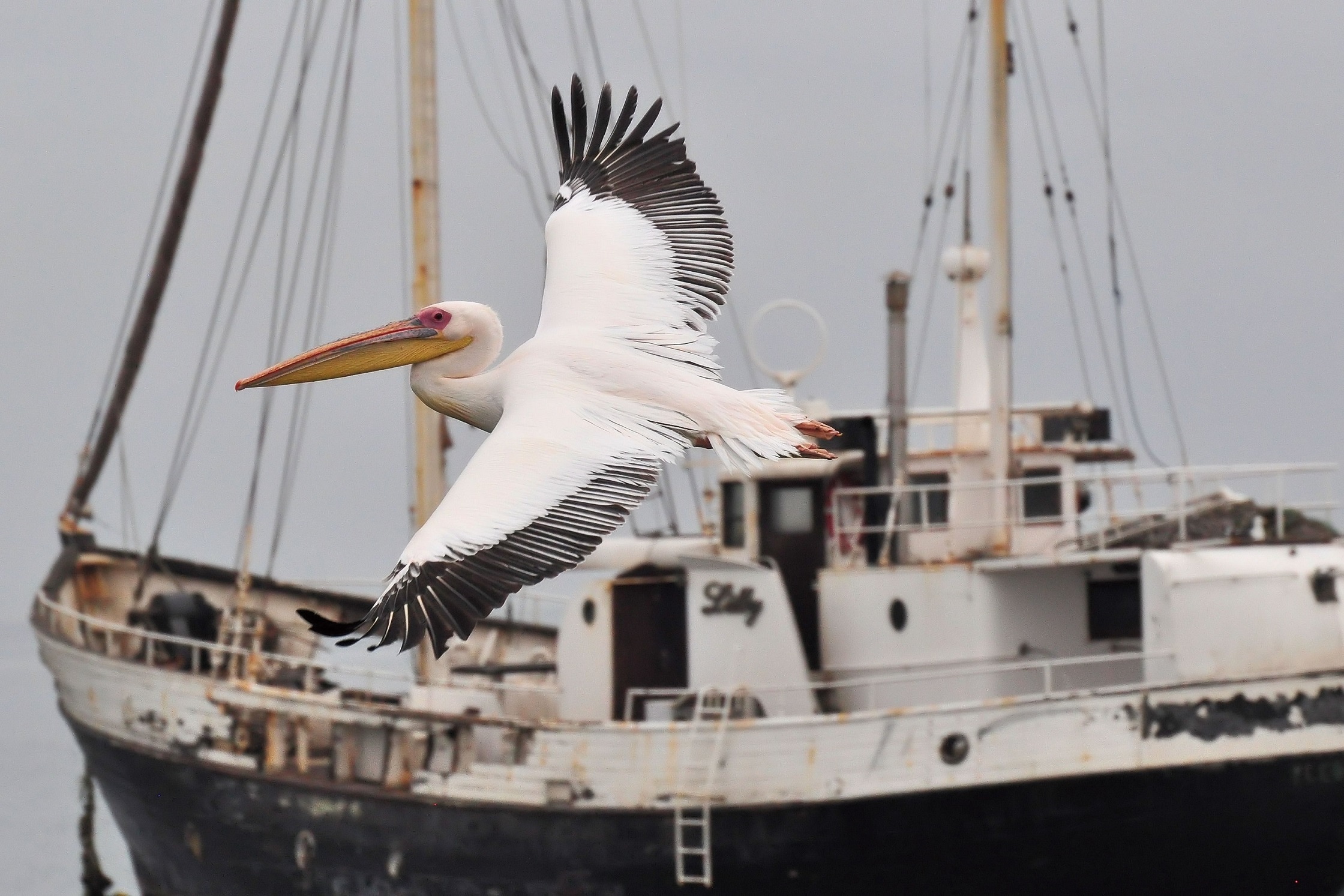 Great White Pelican