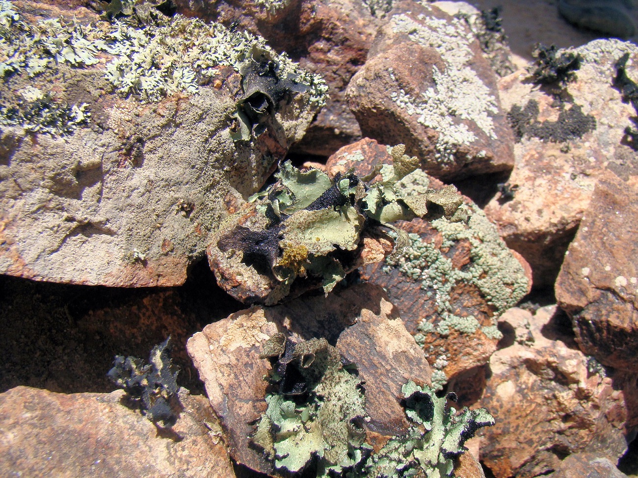 Desert Lichens