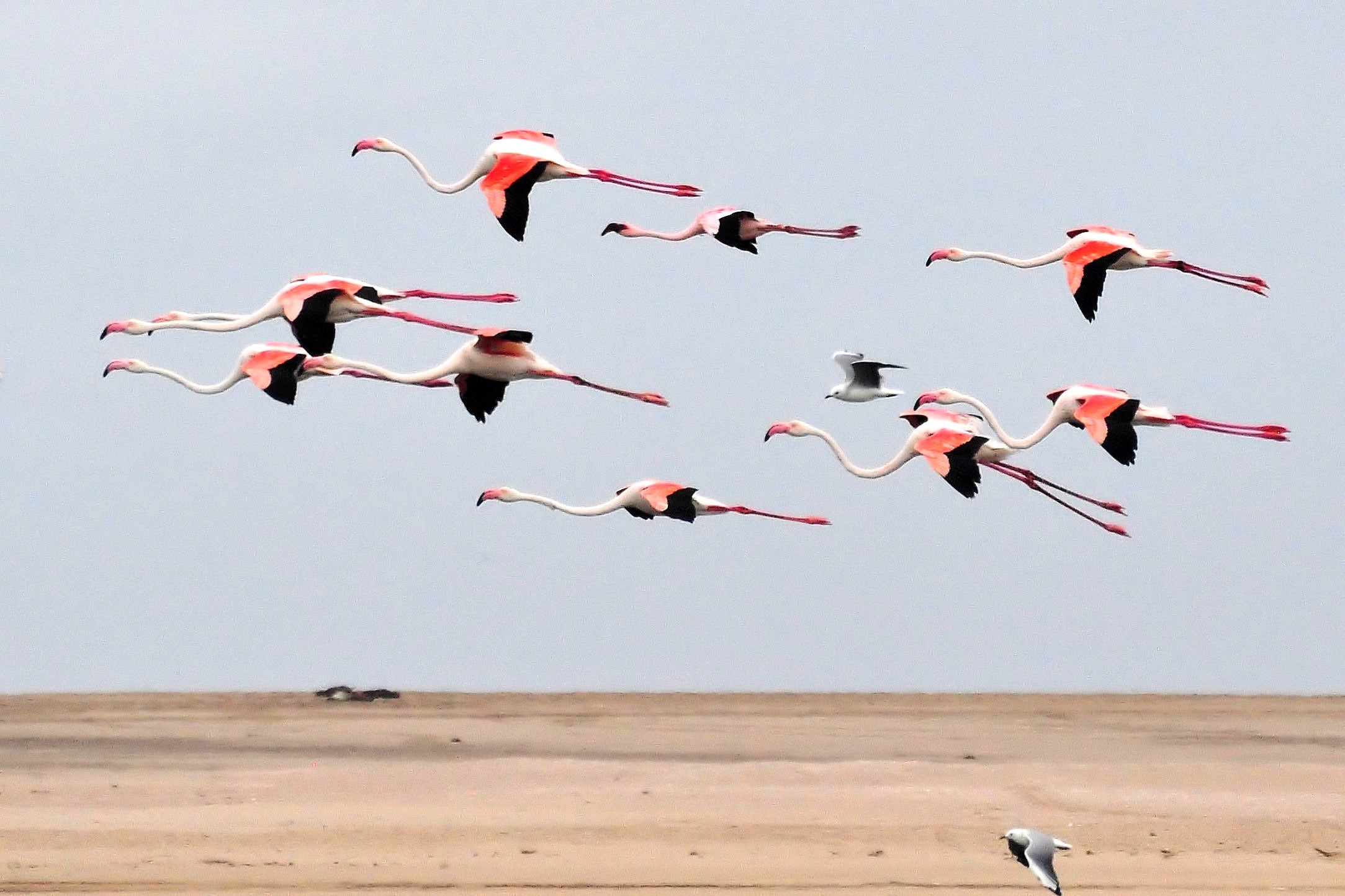 Flamingos In Flight