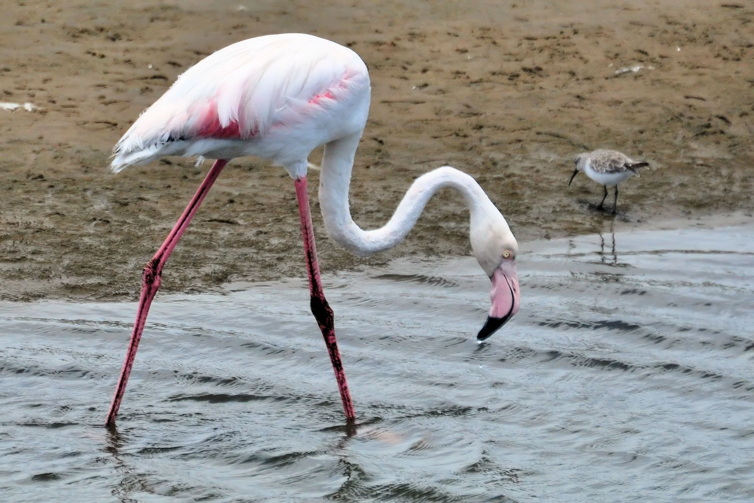 A greater flamingo in Walvis Bay, Namibia .