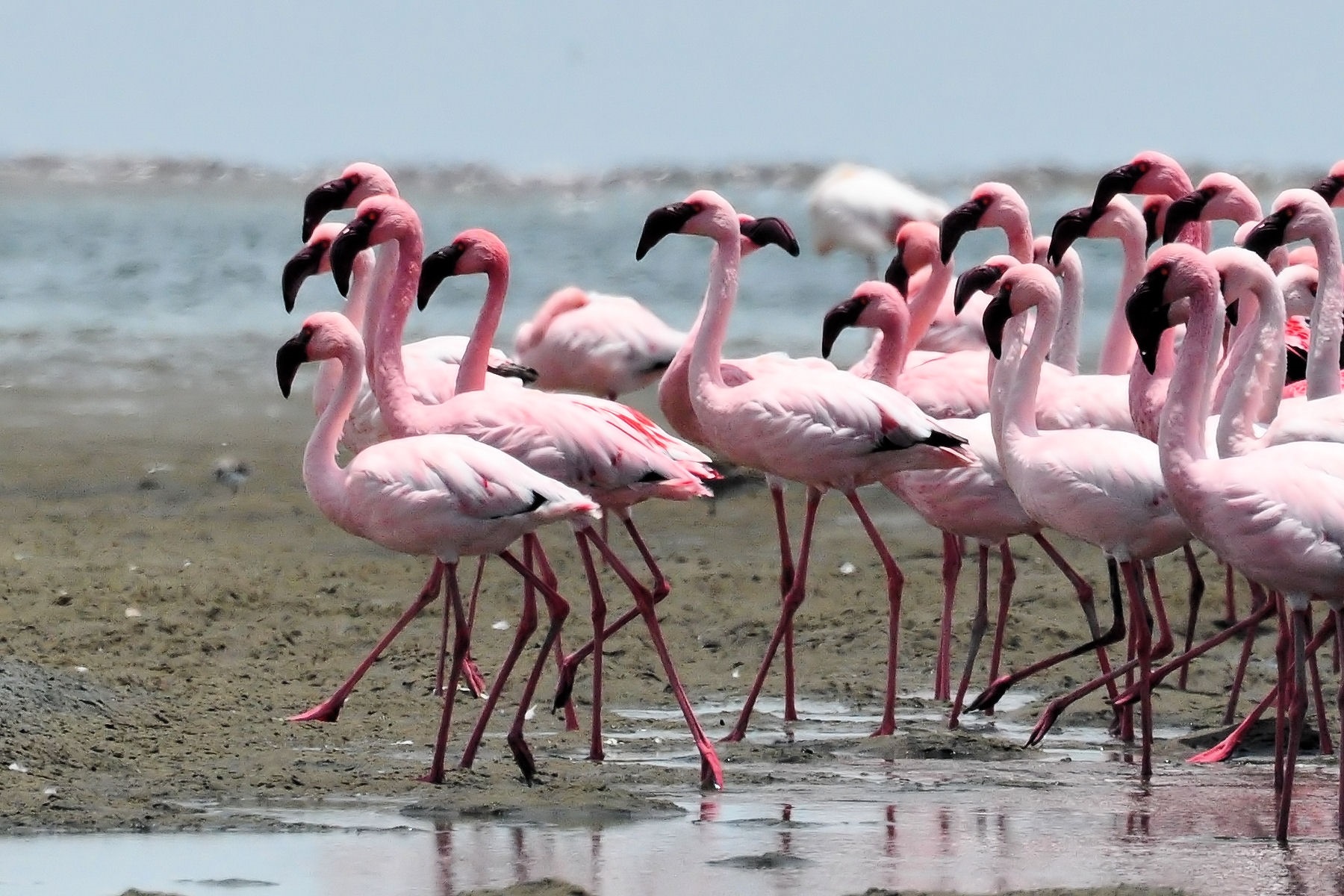 Lesser flamingos in Walvis Bay, Namibia