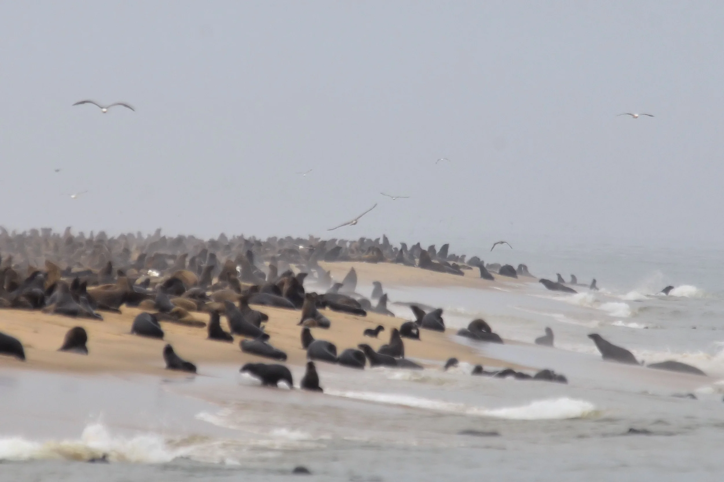 Sea Lion Colony