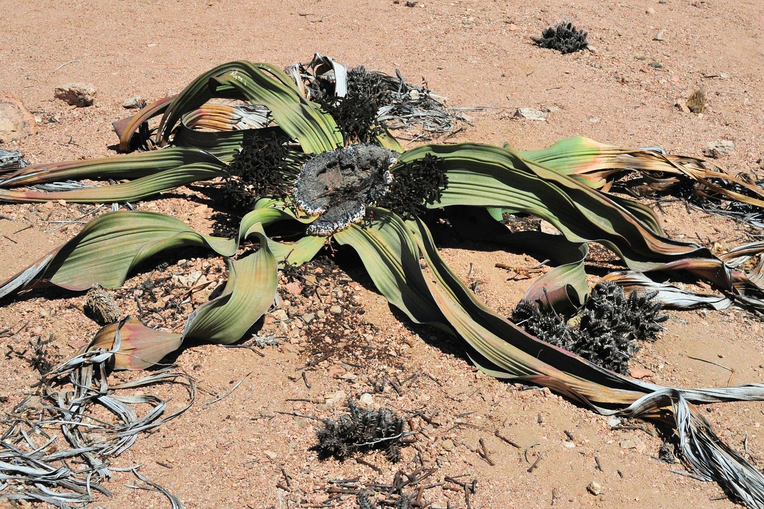 Welwitschia mirabilis
