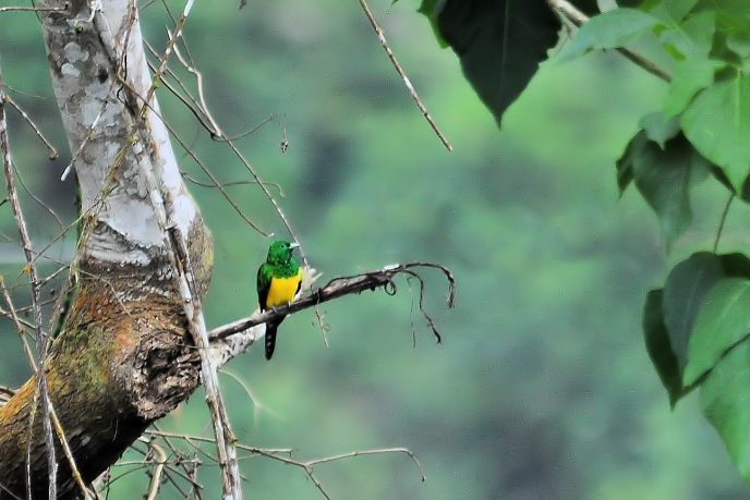 African Emerald Cuckoo