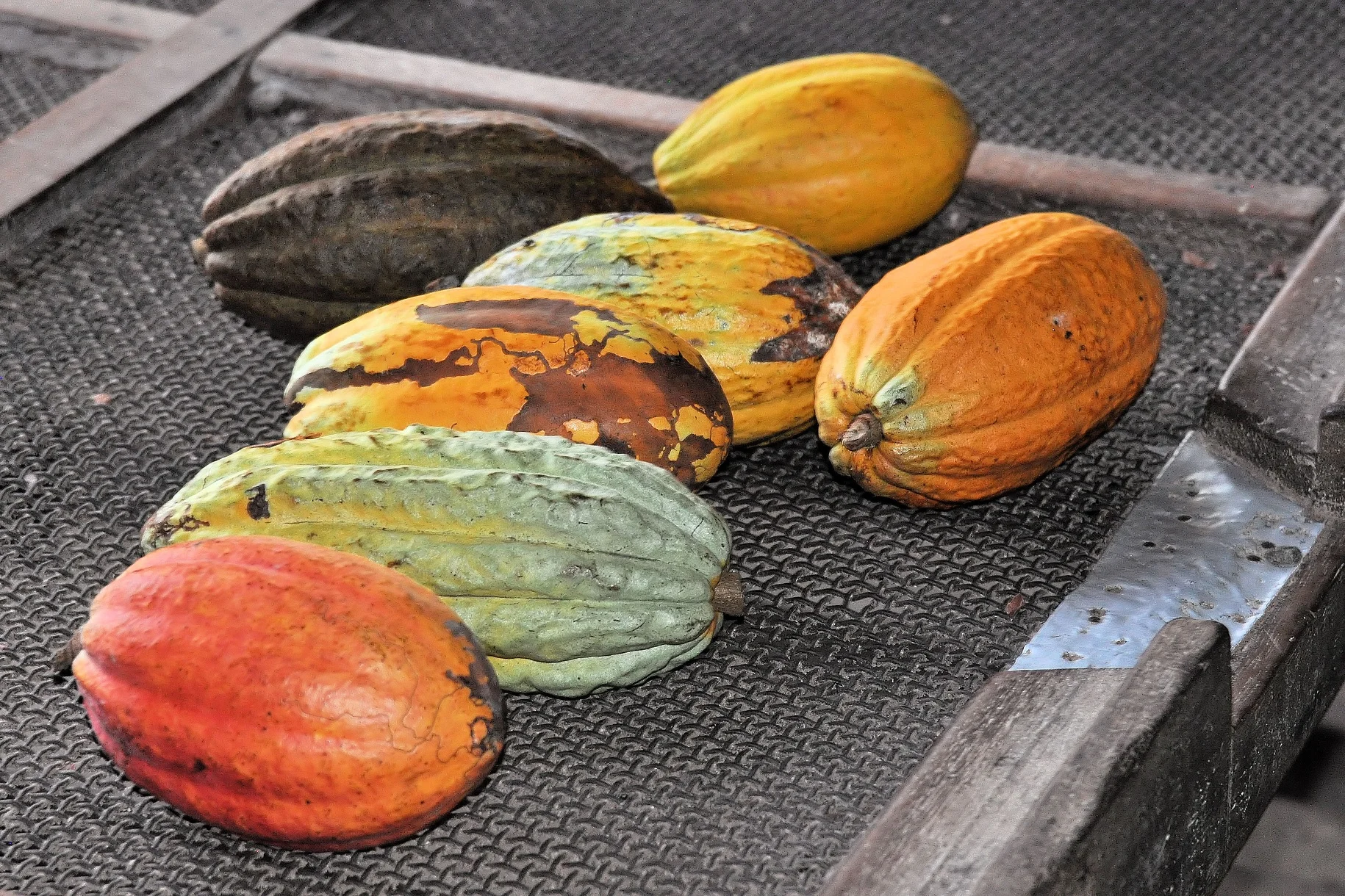 Cacao Fruit