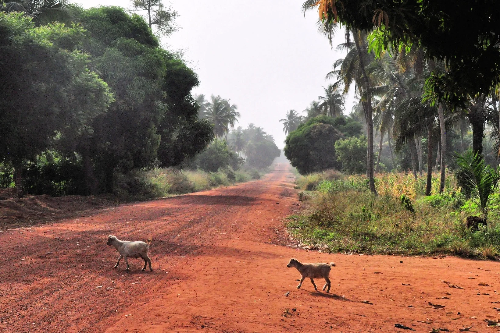 African Street Scene