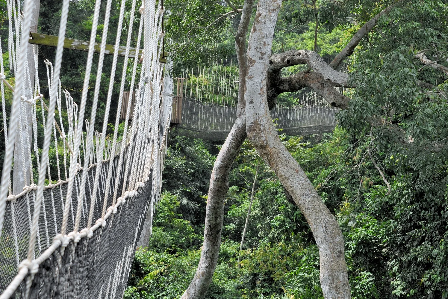 Canopy Walkway