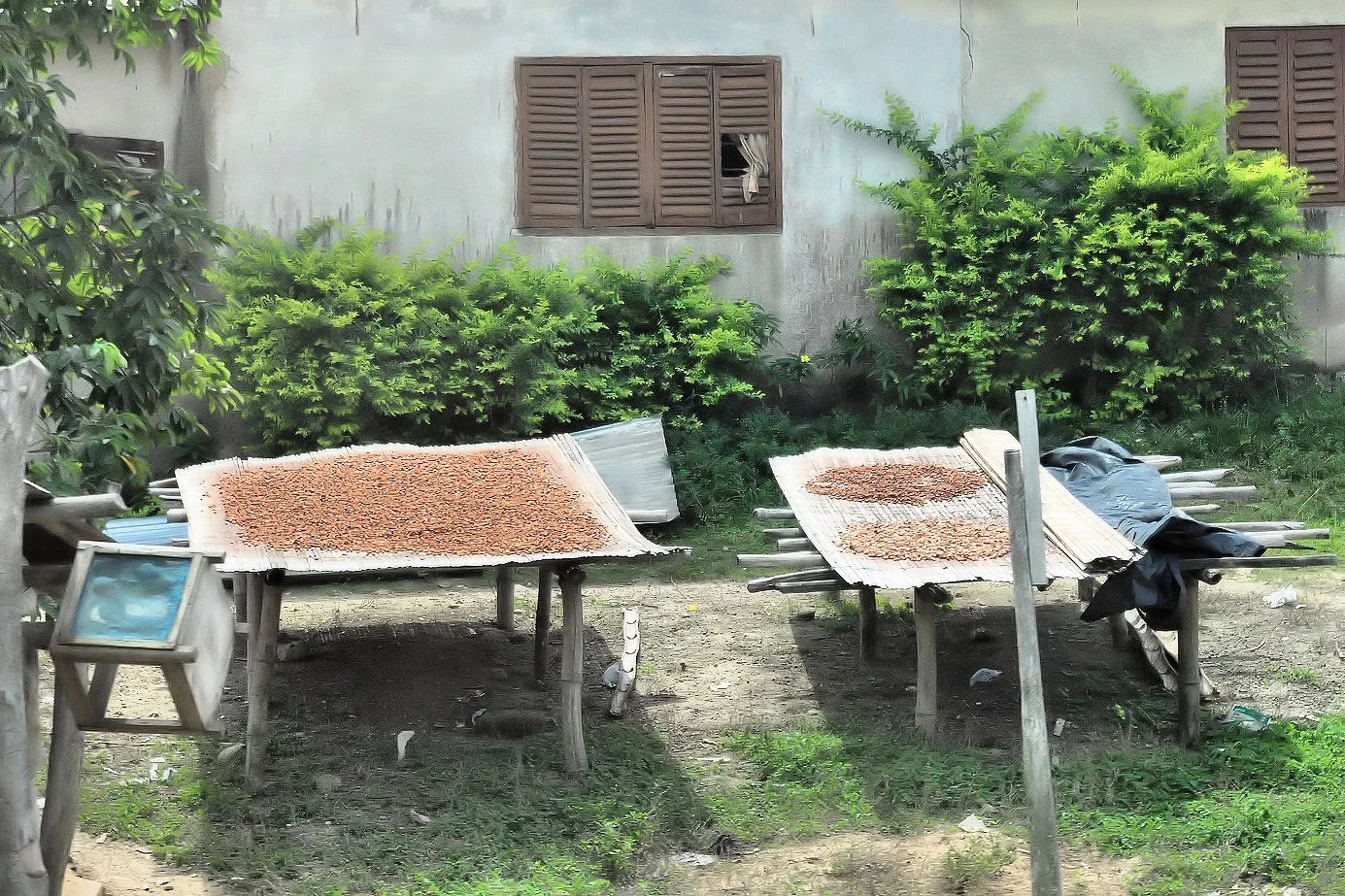 Cottage Cocoa Production