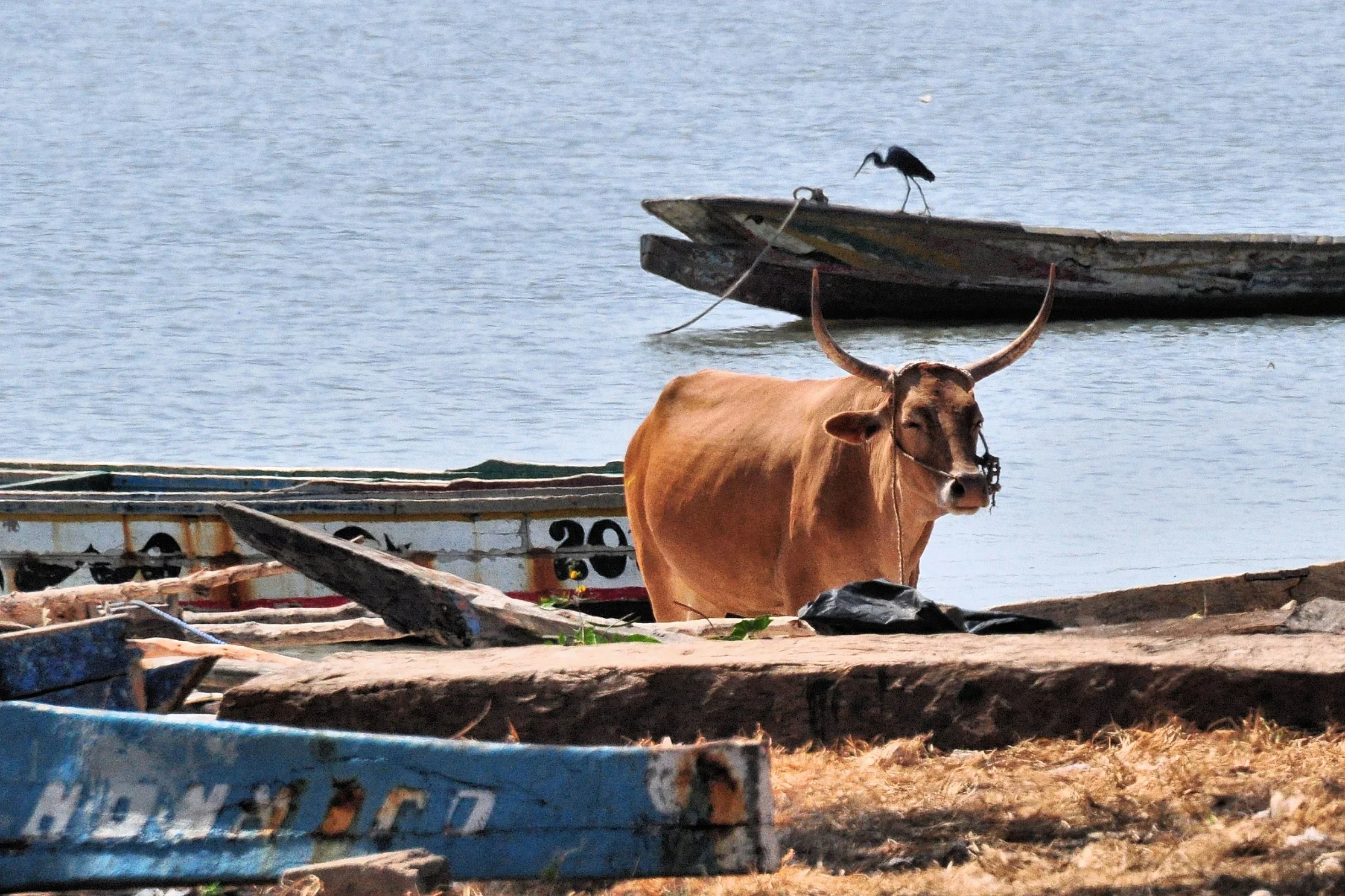 Rural shoreline scene, Gambia River near Albreda, The Gambia .