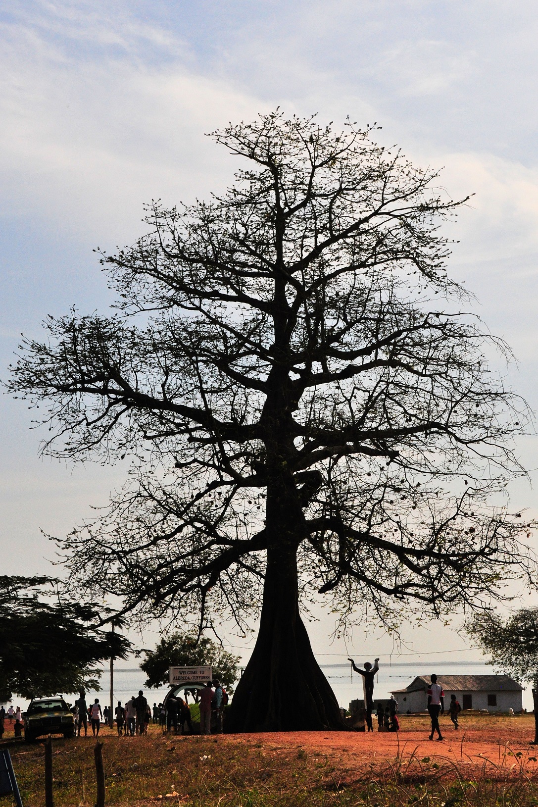 Boabab Tree