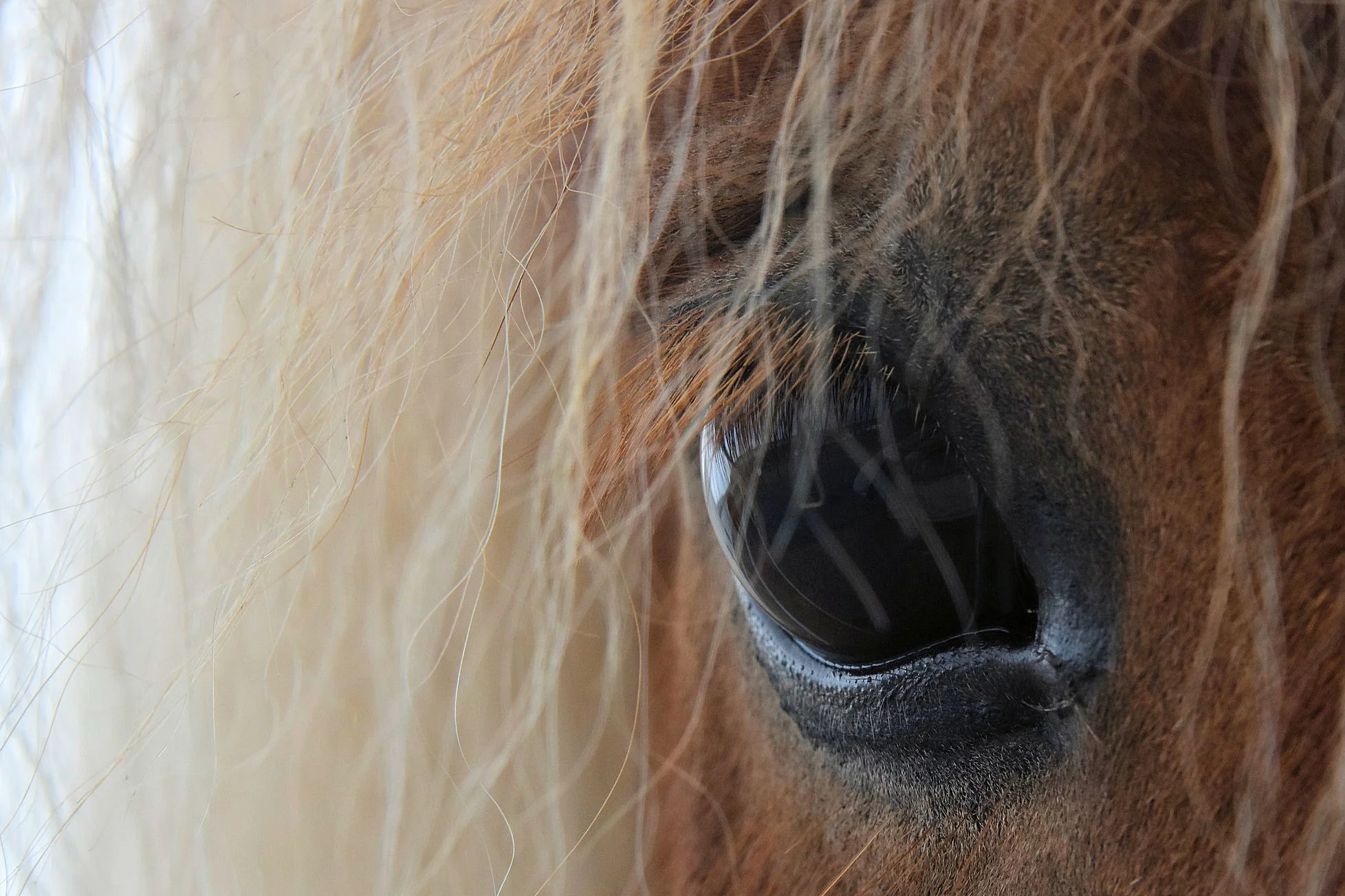 Icelandic Pony