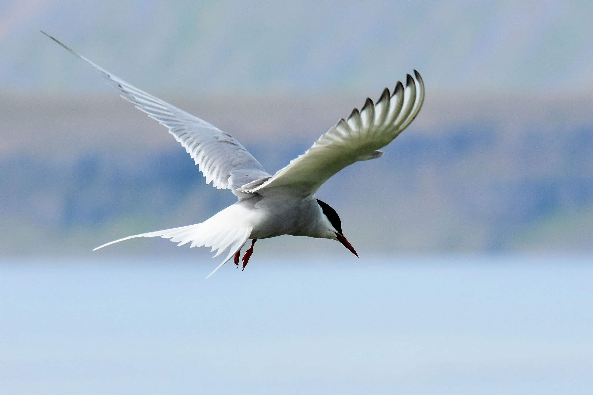 Arctic Tern, Westfjords, Iceland