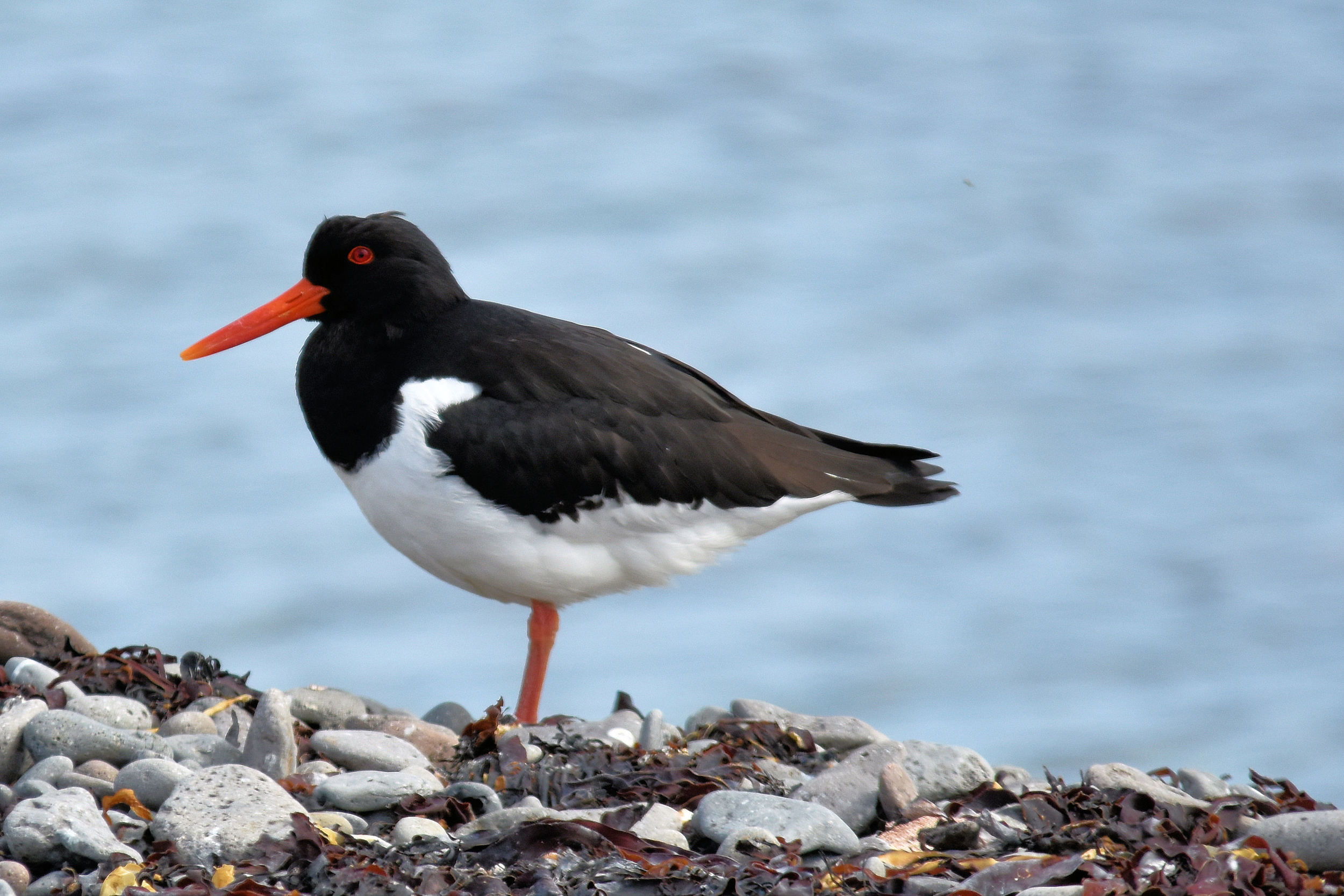 Oyster Catcher, Vigur Island, Iceland