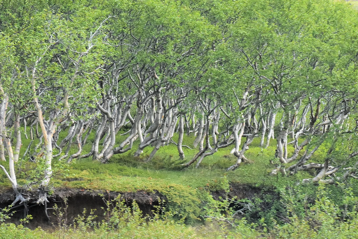 Birch Forest, Iceland