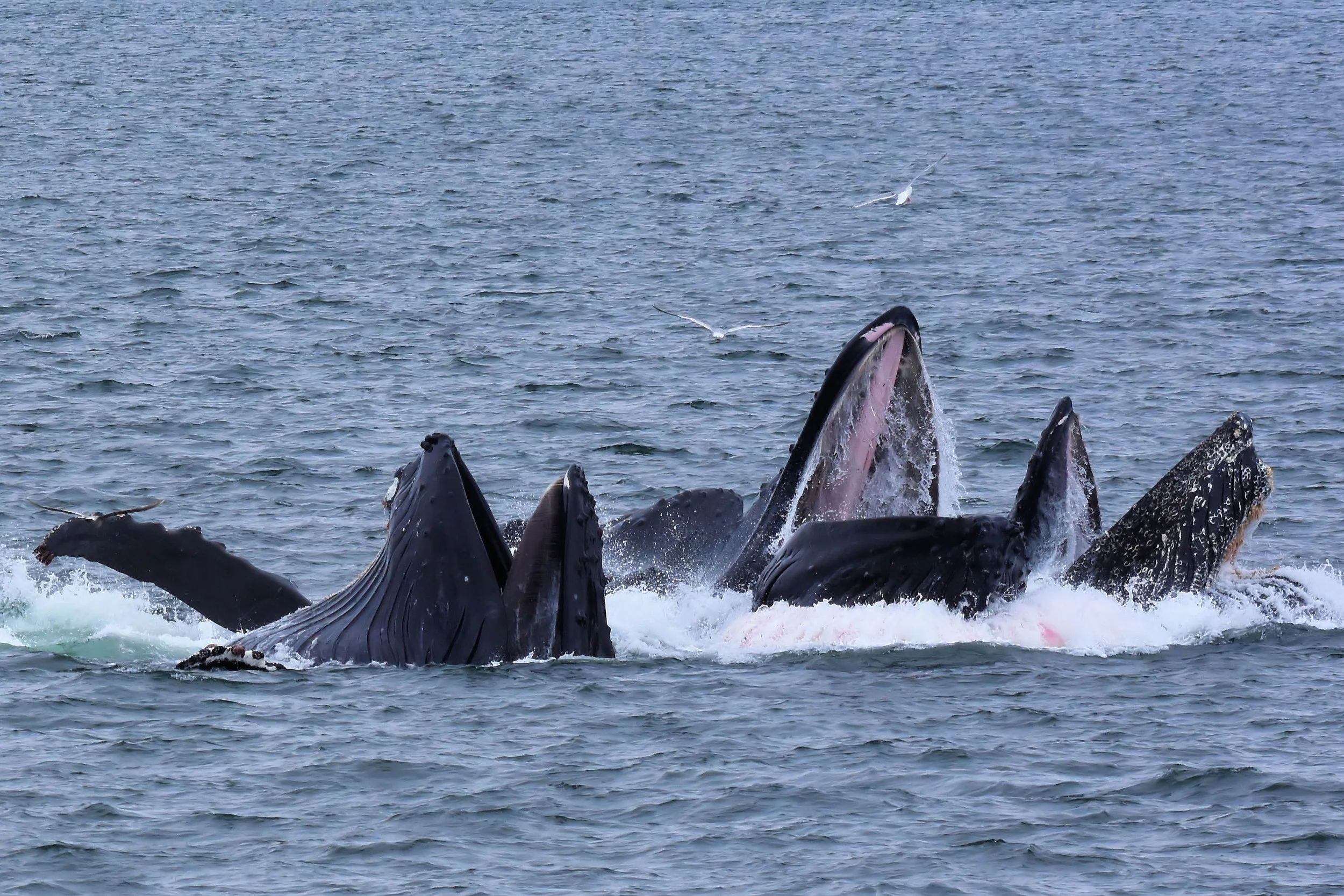 DSC_7616.JPG