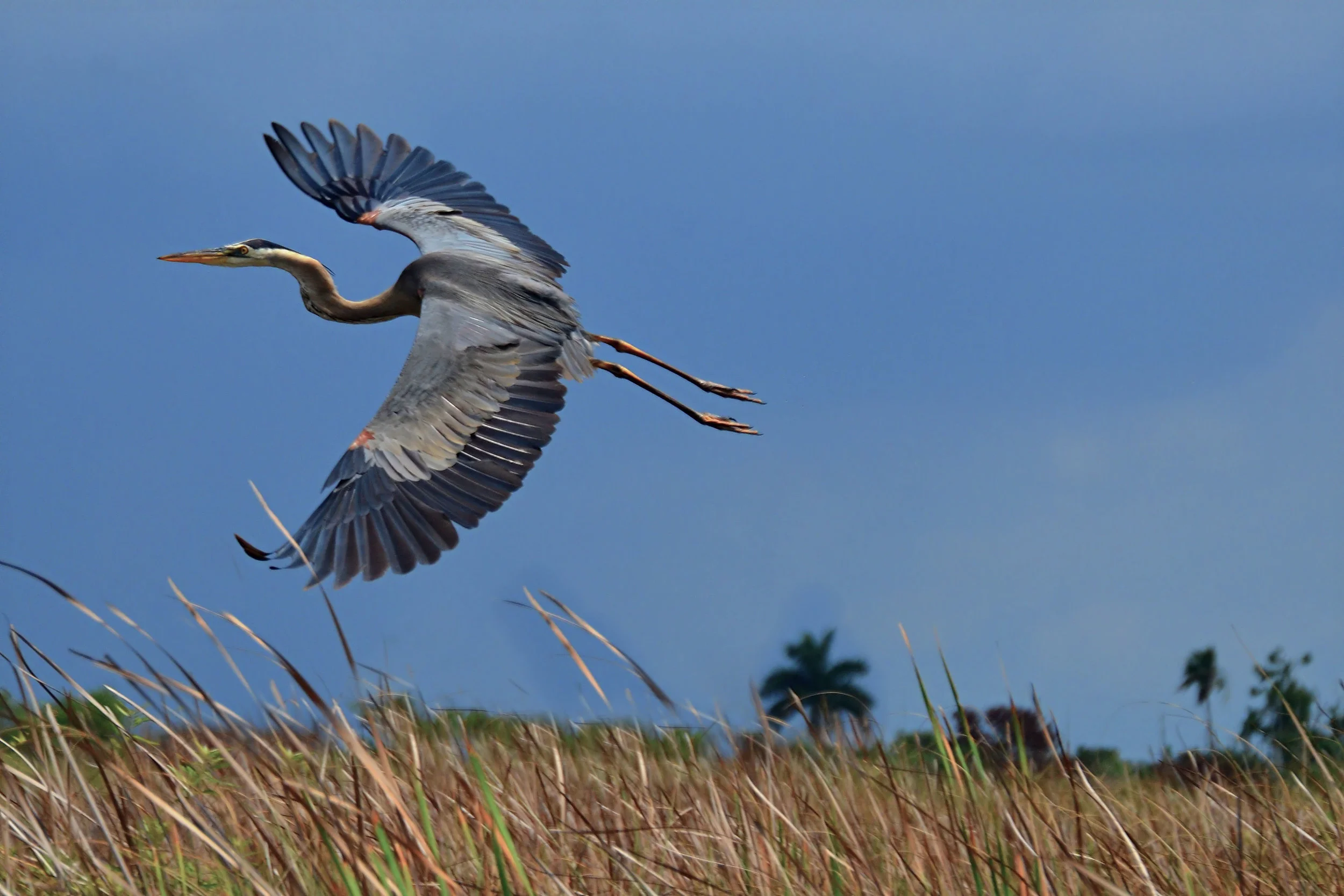 1 Everglades I final.JPG