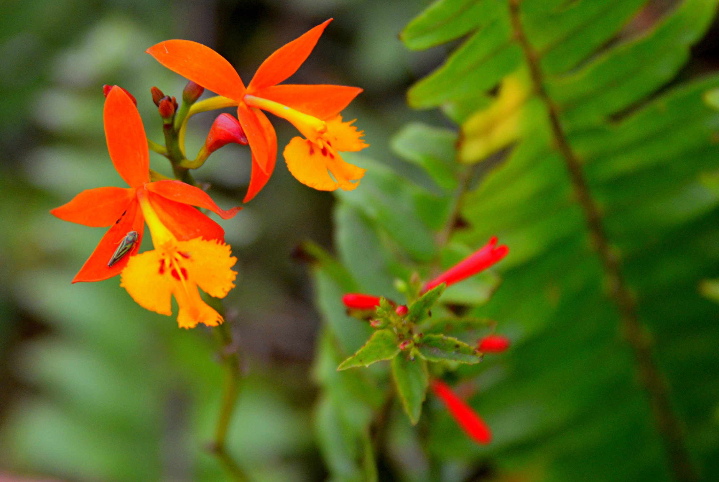 Epidendrum radicans.JPG