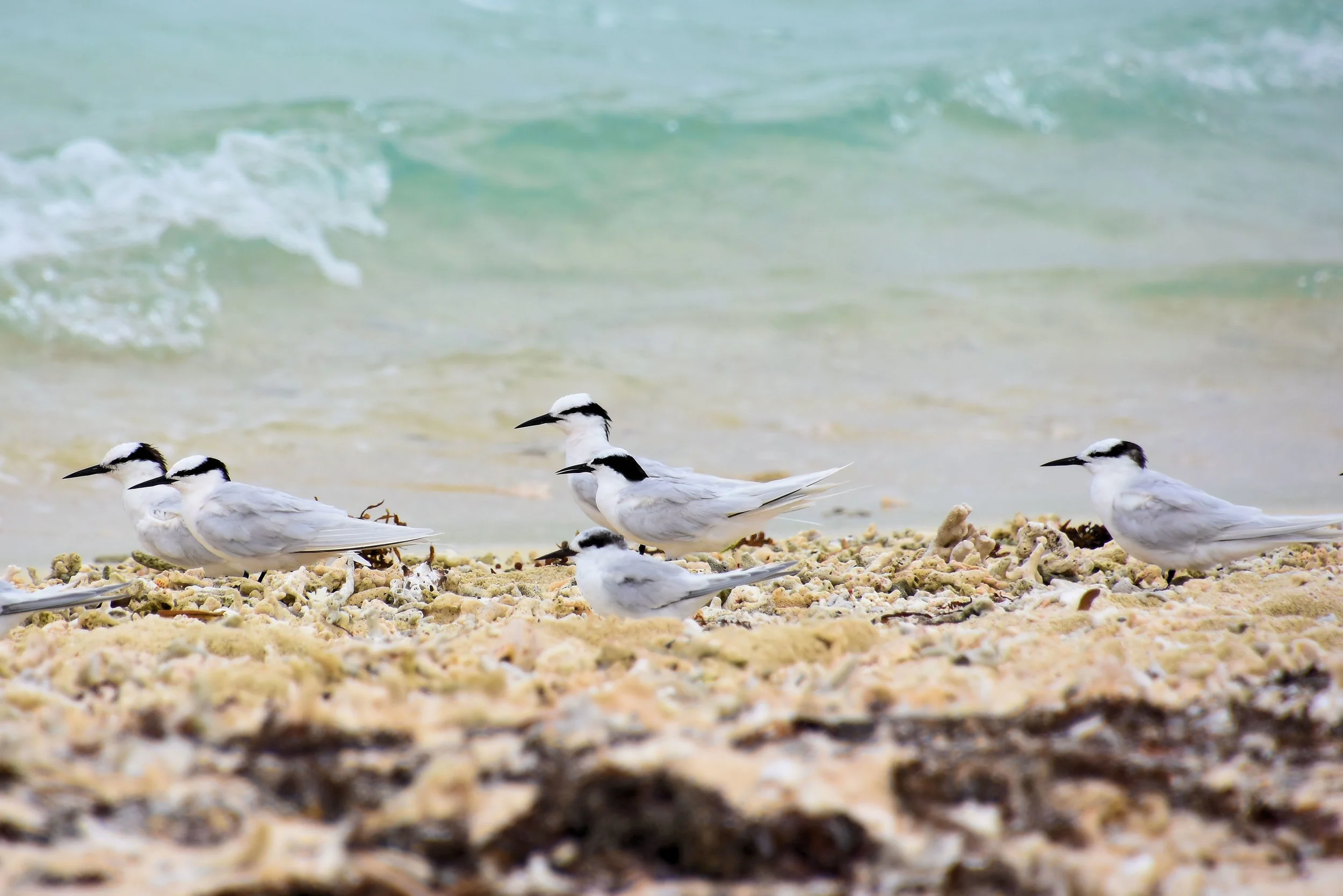Amedee Island, New Caledonia