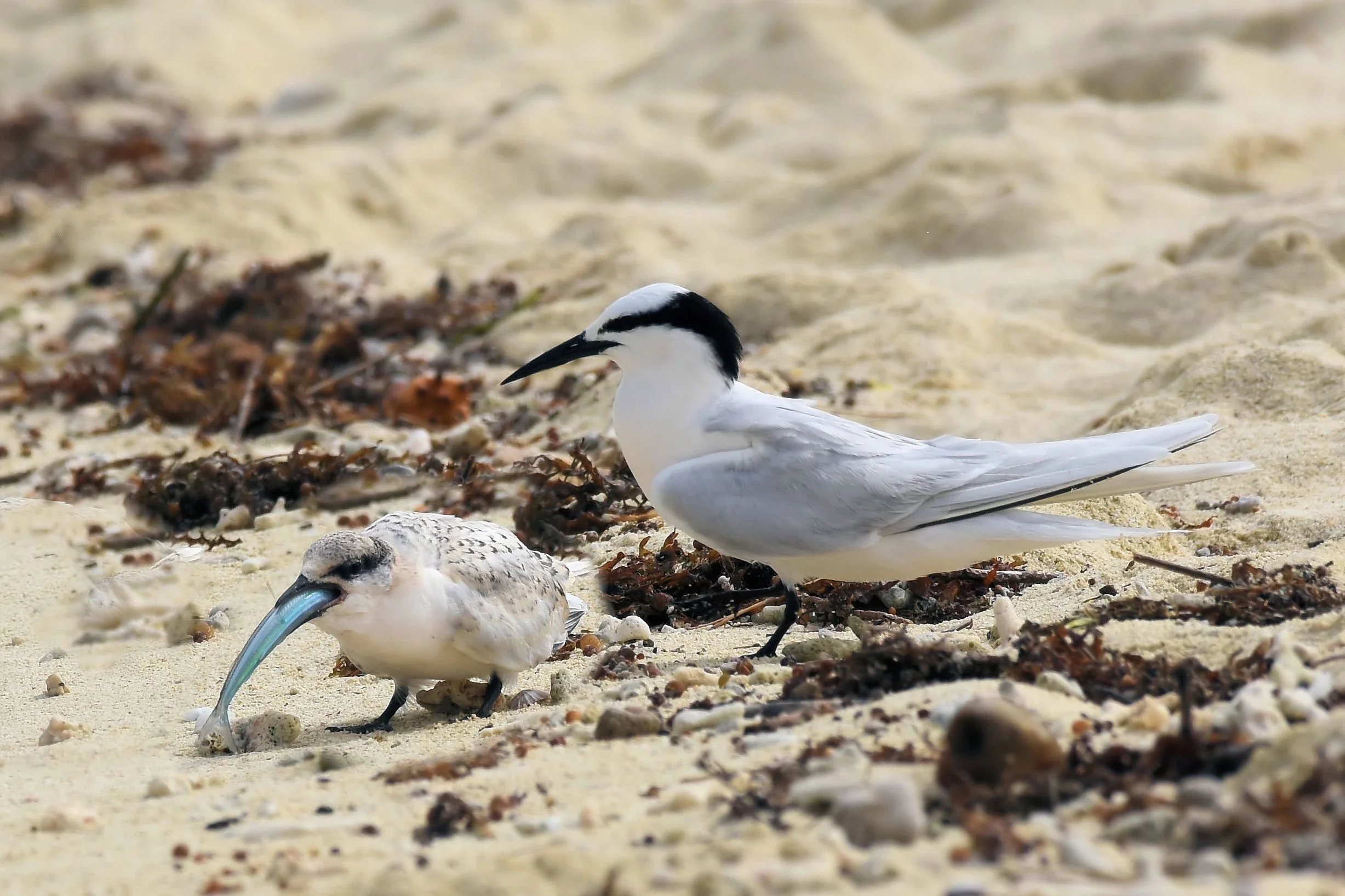 Amedee Island, New Caledonia