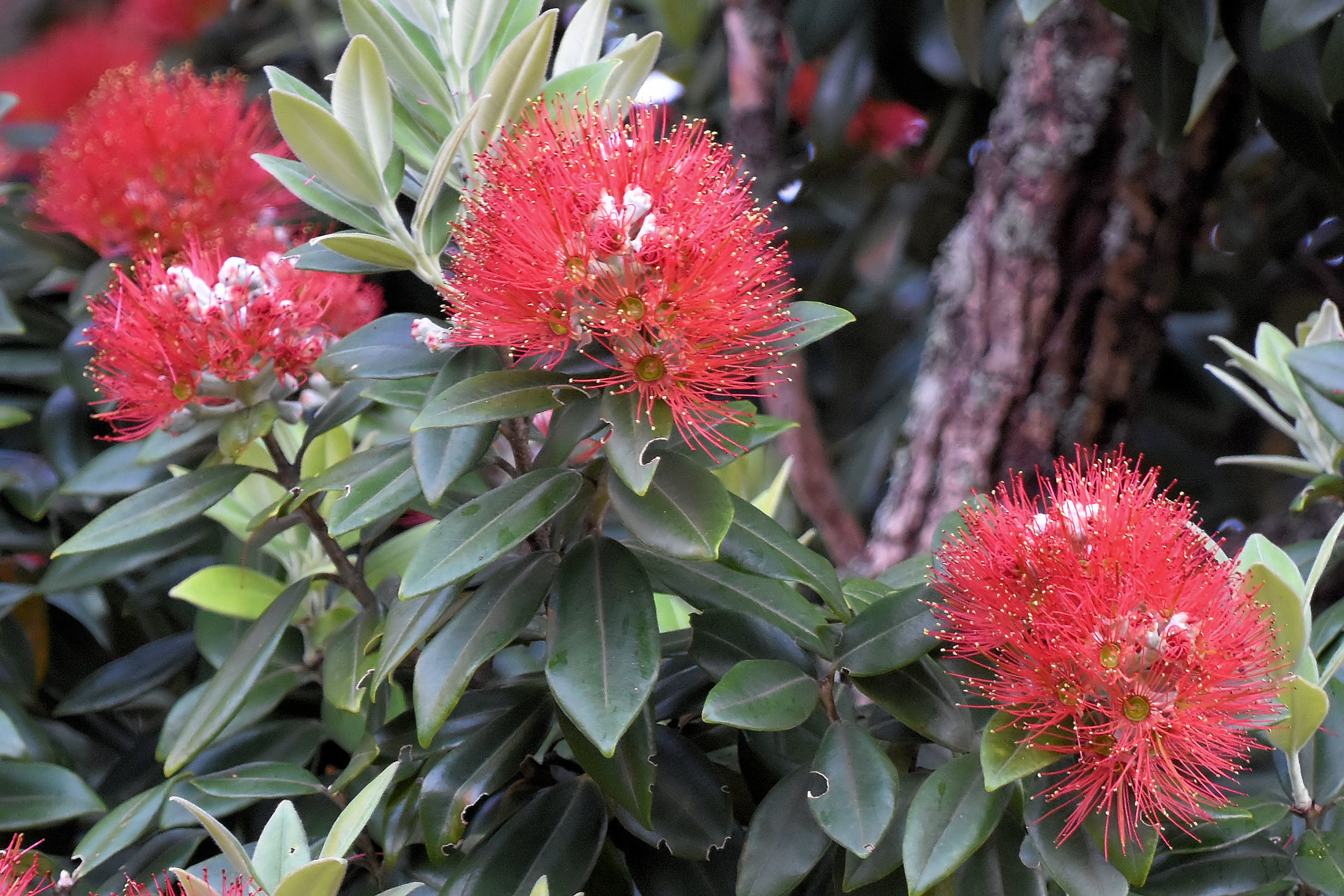 Tauranga, New Zealand