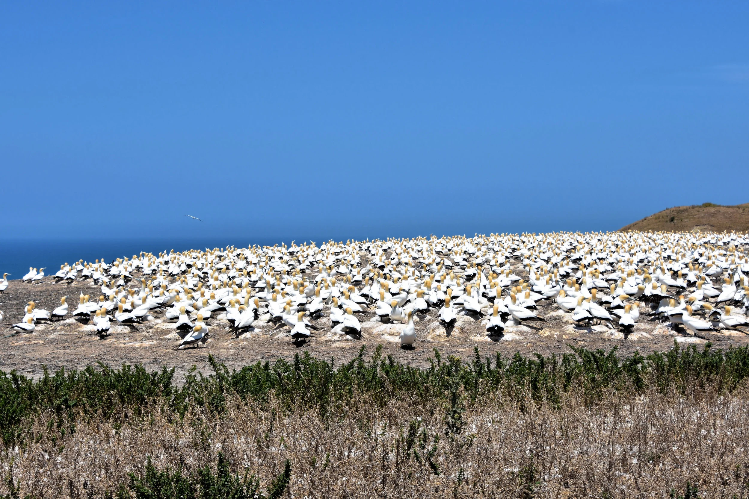 Cape Kidnappers, New Zealand