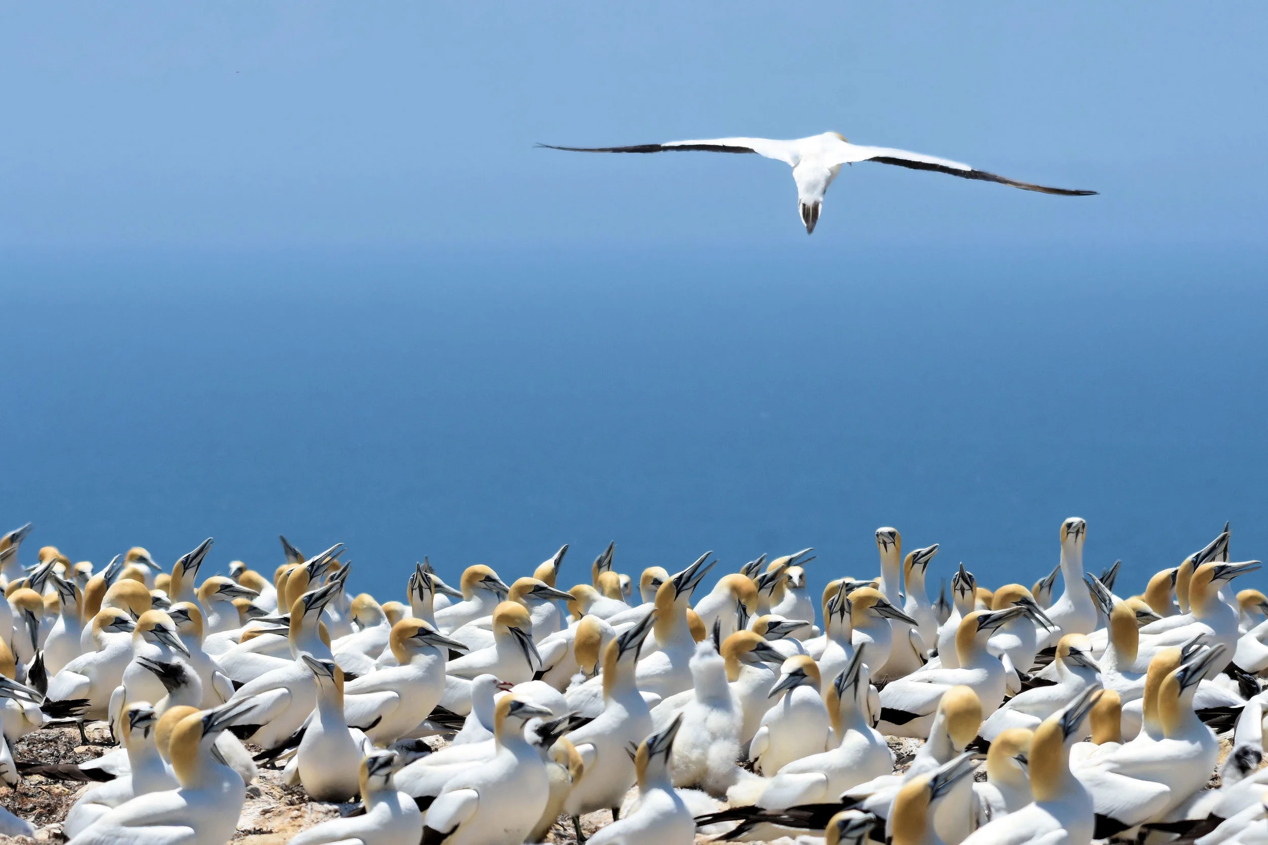 Cape Kidnappers, New Zealand