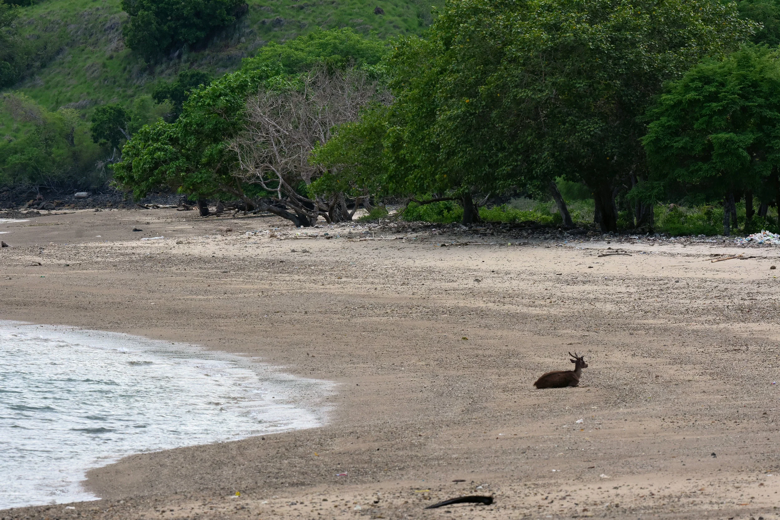 Komodo Island, Indonesia